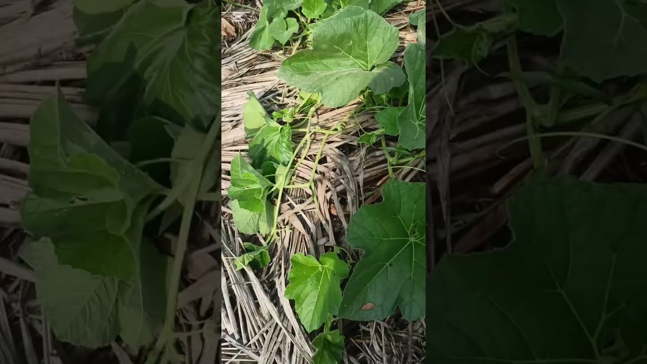 Village view. Fresh vegetables 