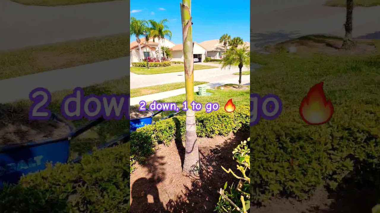 Foxtail Palm installation#