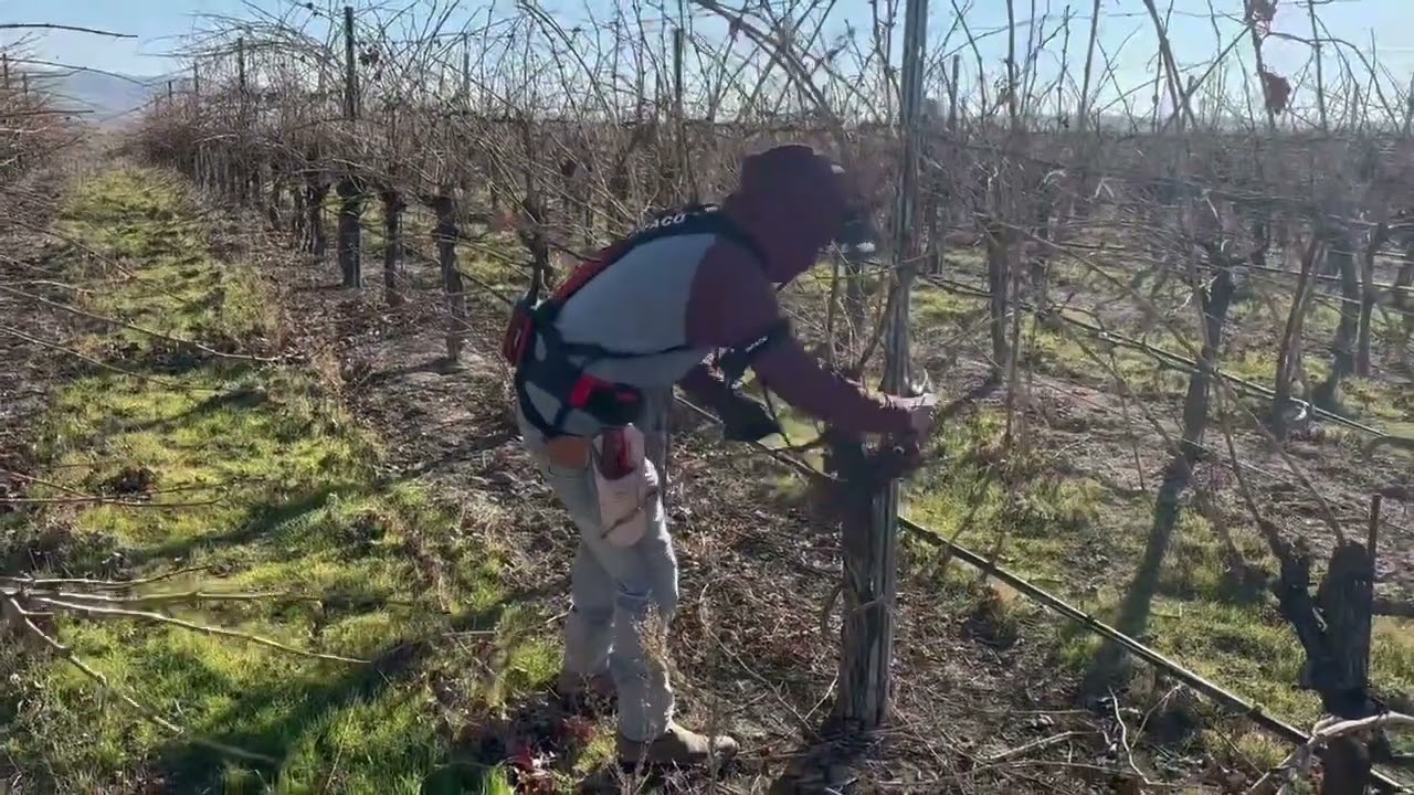 Electric Pruning - Wine Grape Vineyard Demo