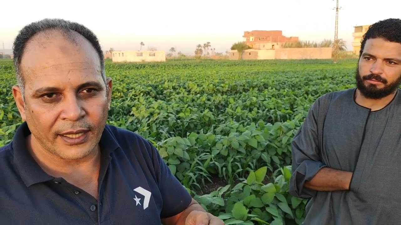 جراندي فام وبلانت فود  على محصول فول الصويا محمل علية ذرة صفرا اسيوط القوصيه