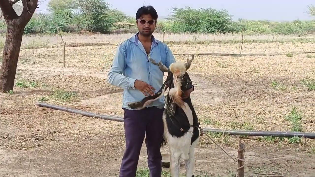 Kota jungle ka naya bakra 19.20 inch Kan 👂 for sale