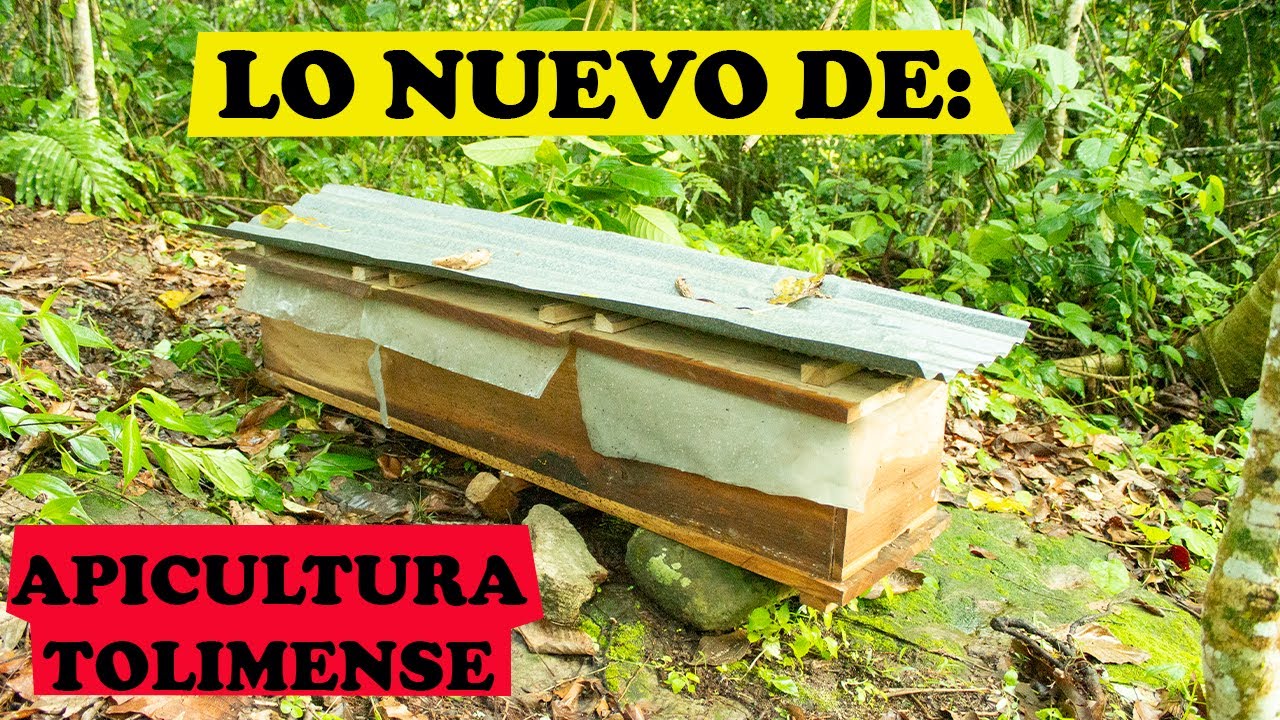 LO NUEVO; CAJONES YUMBO O MORTORIOS, experimento desde VILLA RICA TOLIMA