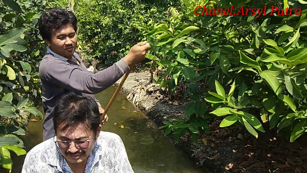 Perkebunan Jambu Air di Thailand #Part 2