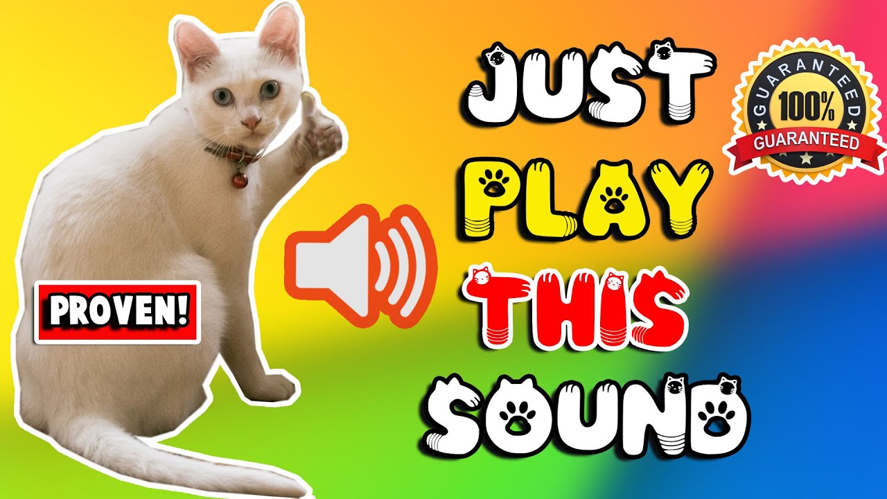 Mother cat calling for her kittens sound effect ⭐ mom cat sounds to attract cats
