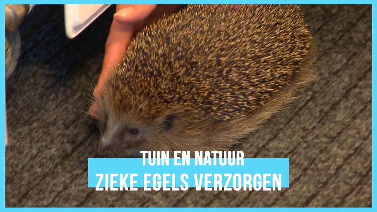 Hoe verzorg je zieke egels? | BinnensteBuiten