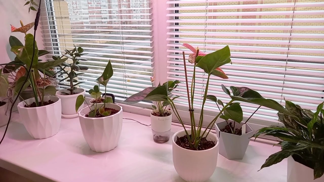 Опять новинки и опять перестановка 🌱🪴