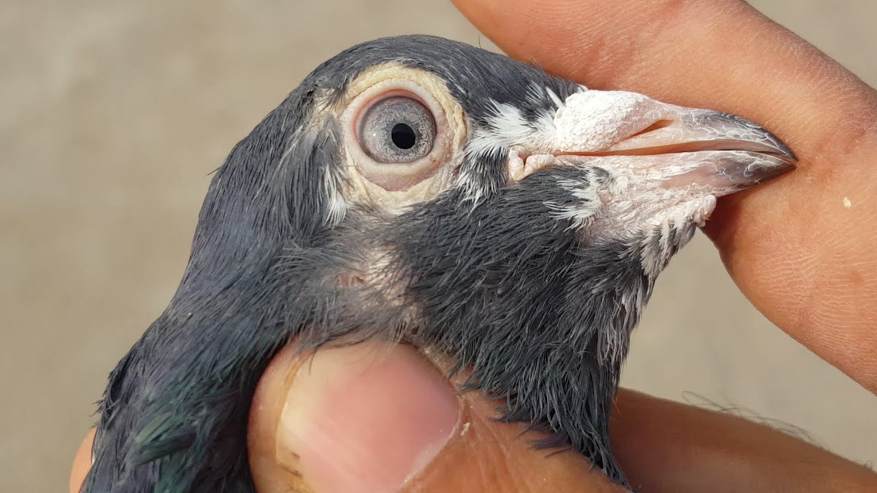 Bankay Ferozpuri Kabootaro Ka Detail Shok || Hashim Mahmood Pigeons