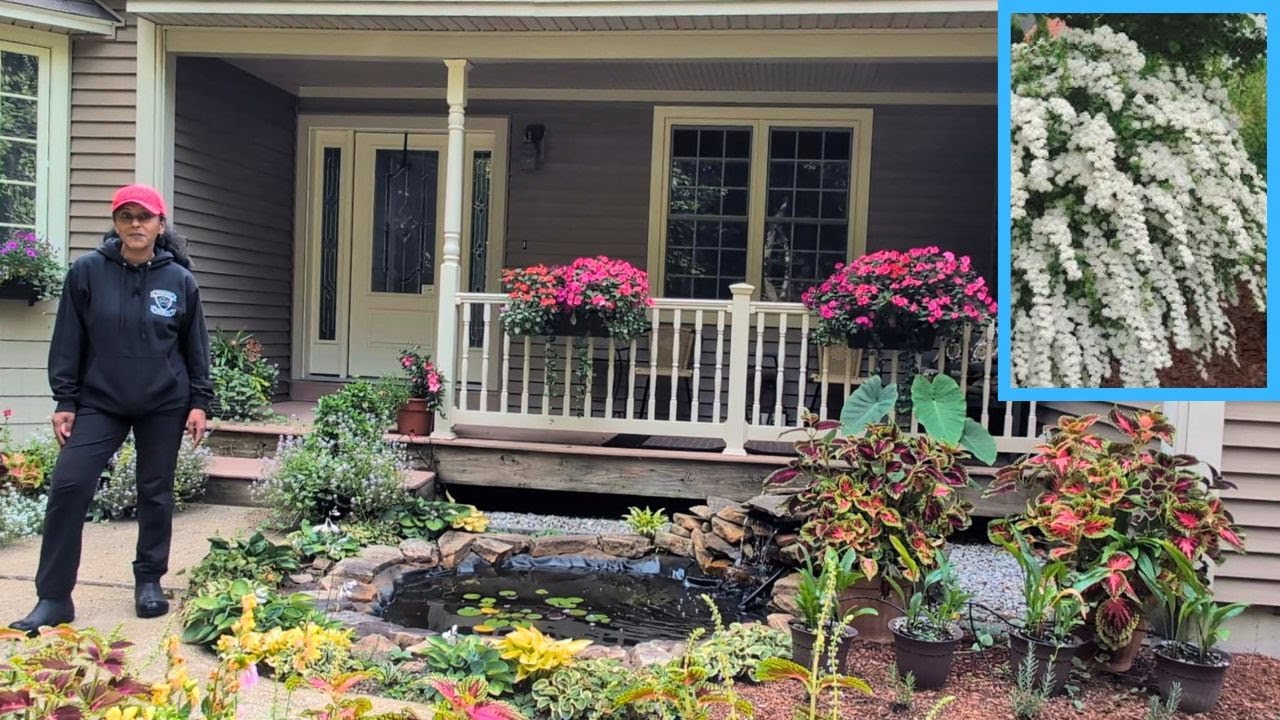 How To Divide Propagate Spirea 💪🏻🌼✂️