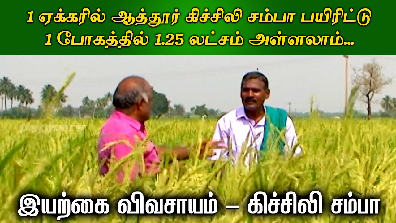 1 ஏக்கரில் ஆத்தூர் கிச்சிலி சம்பா பயிரிட்டு1 போகத்தில் 1.25 லட்சம் அள்ளலாம் | Organic Vivasayi