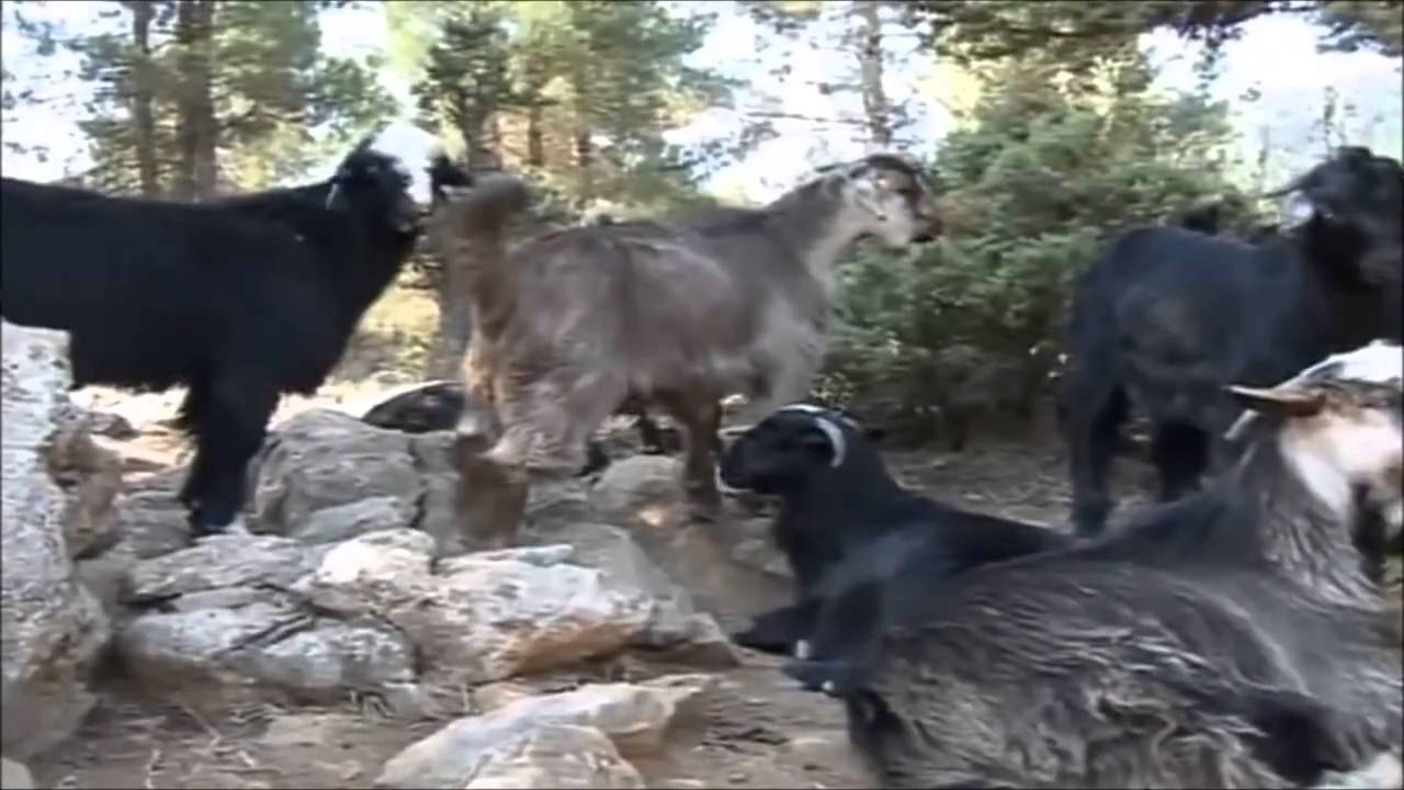 YÖRÜKLERİN YAŞAMINDAN GÖMBE YAYLASI ANTALYA