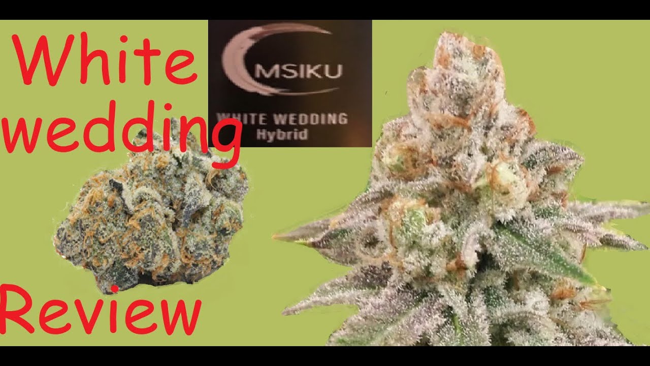 White Wedding Kush review Cannabis marijuana strain review