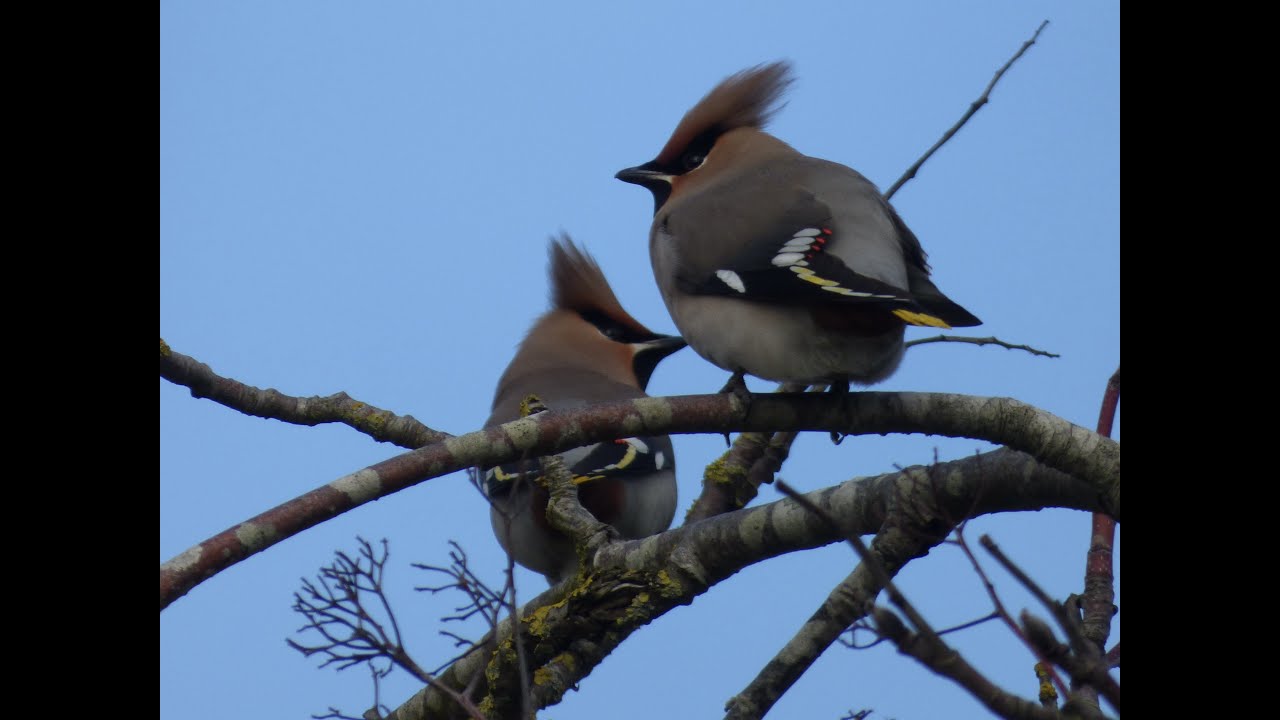 My Big Year Birding 2022 / Episode 4 - Winter
