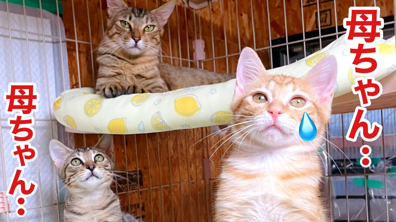 【野良猫親子】家猫になったら母猫が まさかの行動に･･😰