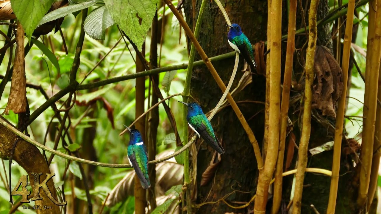 Hummingbirds buzzing in sanctuary at Panama Rainforest Discovery Center
