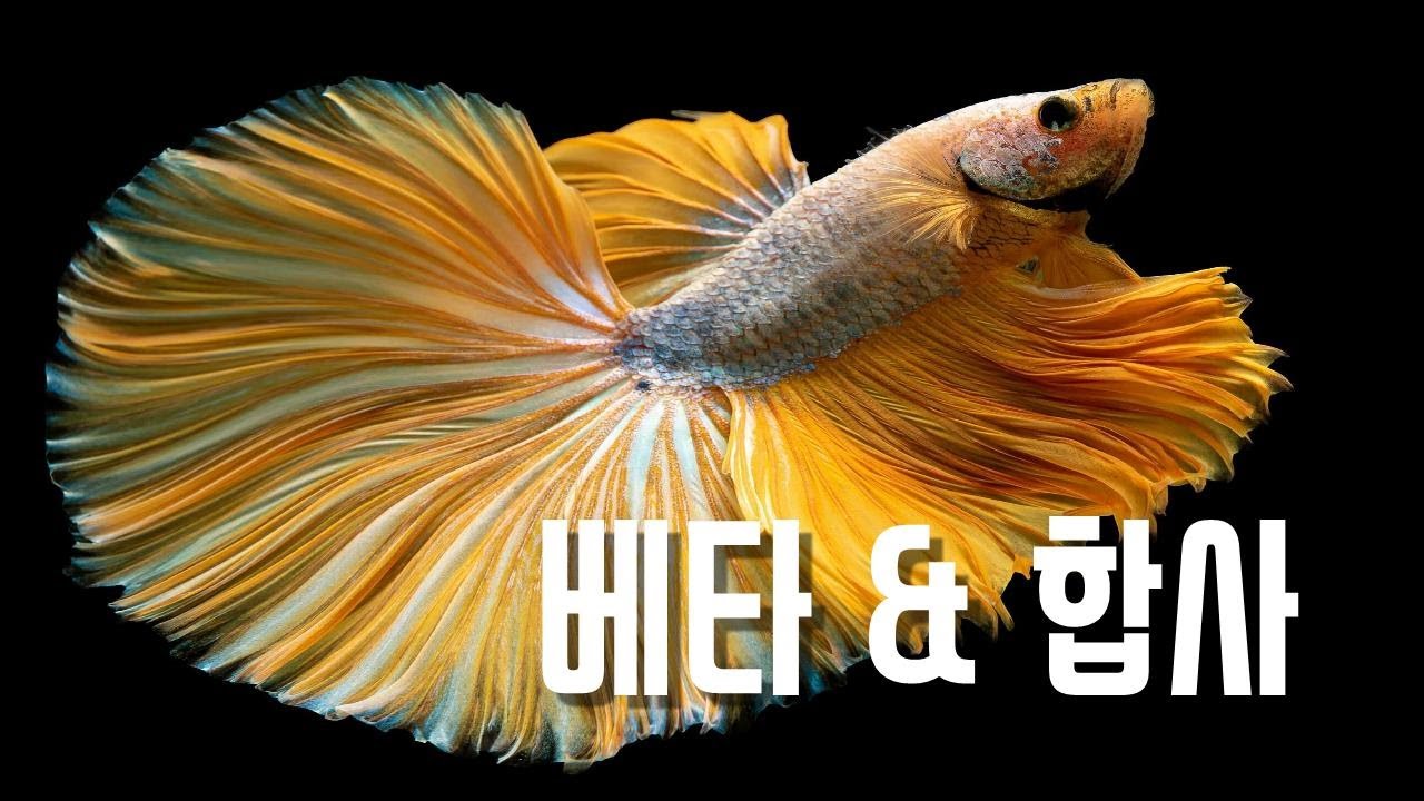 베타와 합사가능한  24종 대공개...! /#합사 #암컷항/ 물생활의 정석 -20(재)