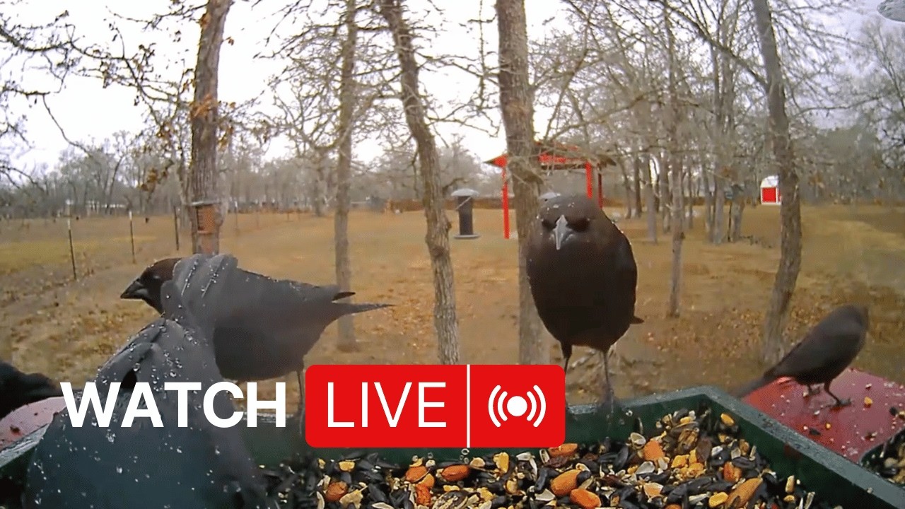 It’s Raining… Who Will Visit the Feeder?