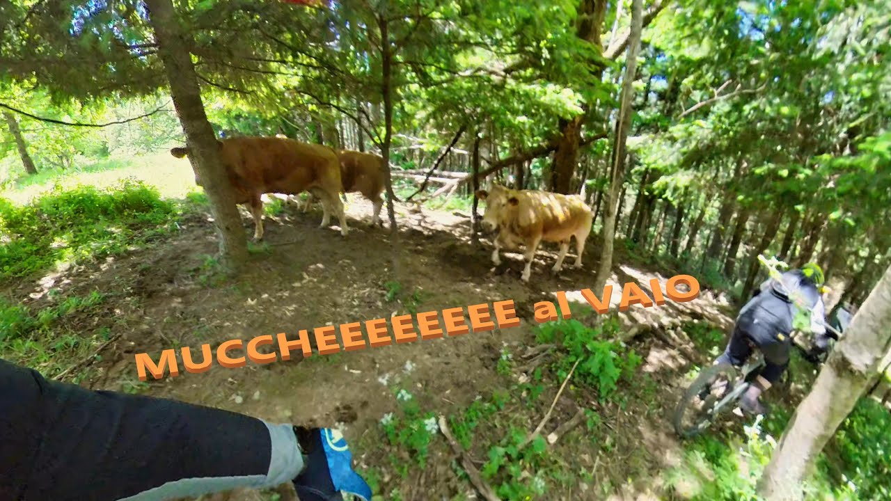 MUCCHEEEE al Vaio - Trail Area Rincine