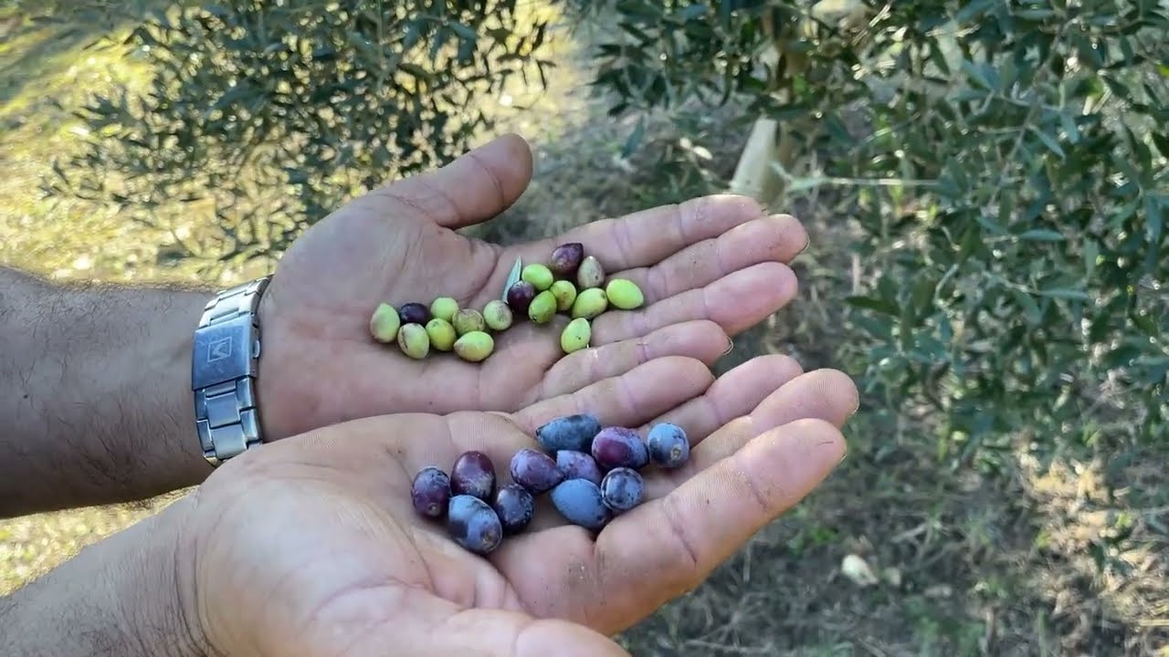 Plehërimi i ullinjve me AZ FERT është zgjedhja e duhur për rendiment dhe cilësi të lartë vaji