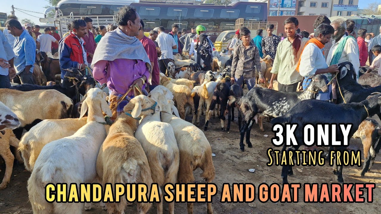 Chandapura Saturday Morning Open Market