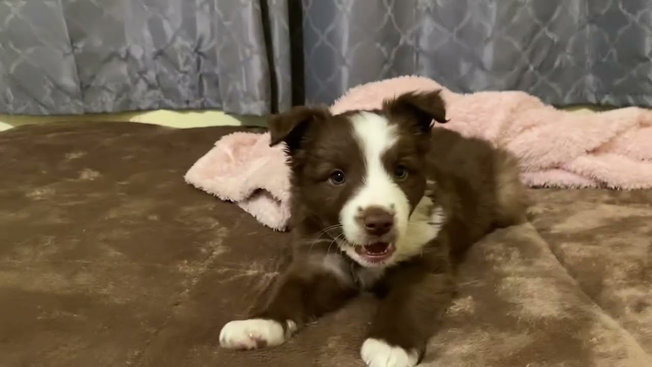 puppy gets shy after I kiss her on the head