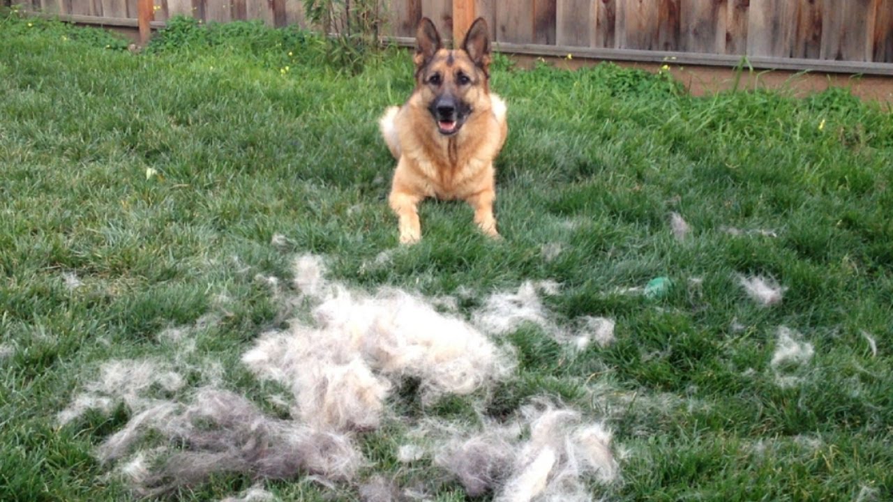 How to Brush your German Shepherd Dog. timelapse