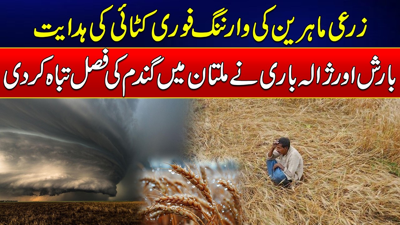 Rain and Hail Damage Wheat Crop in Multan | Farmers Urged to Take Precautions | News Update | Rohi