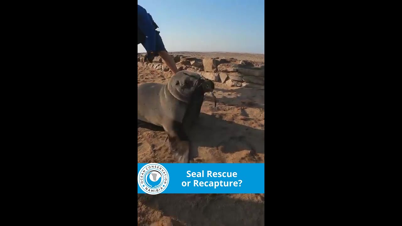 Seal Rescue Or Recapture?