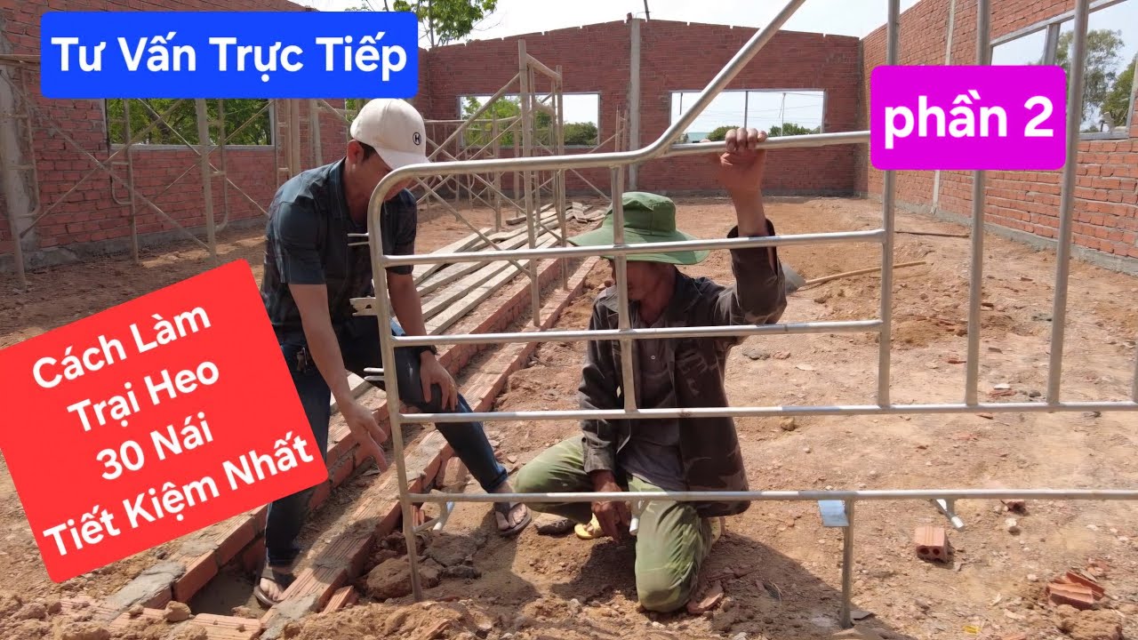 Cách làm chuồng heo(lợn) nái tiết kiệm chi phí nhất | khởi nghiệp TV