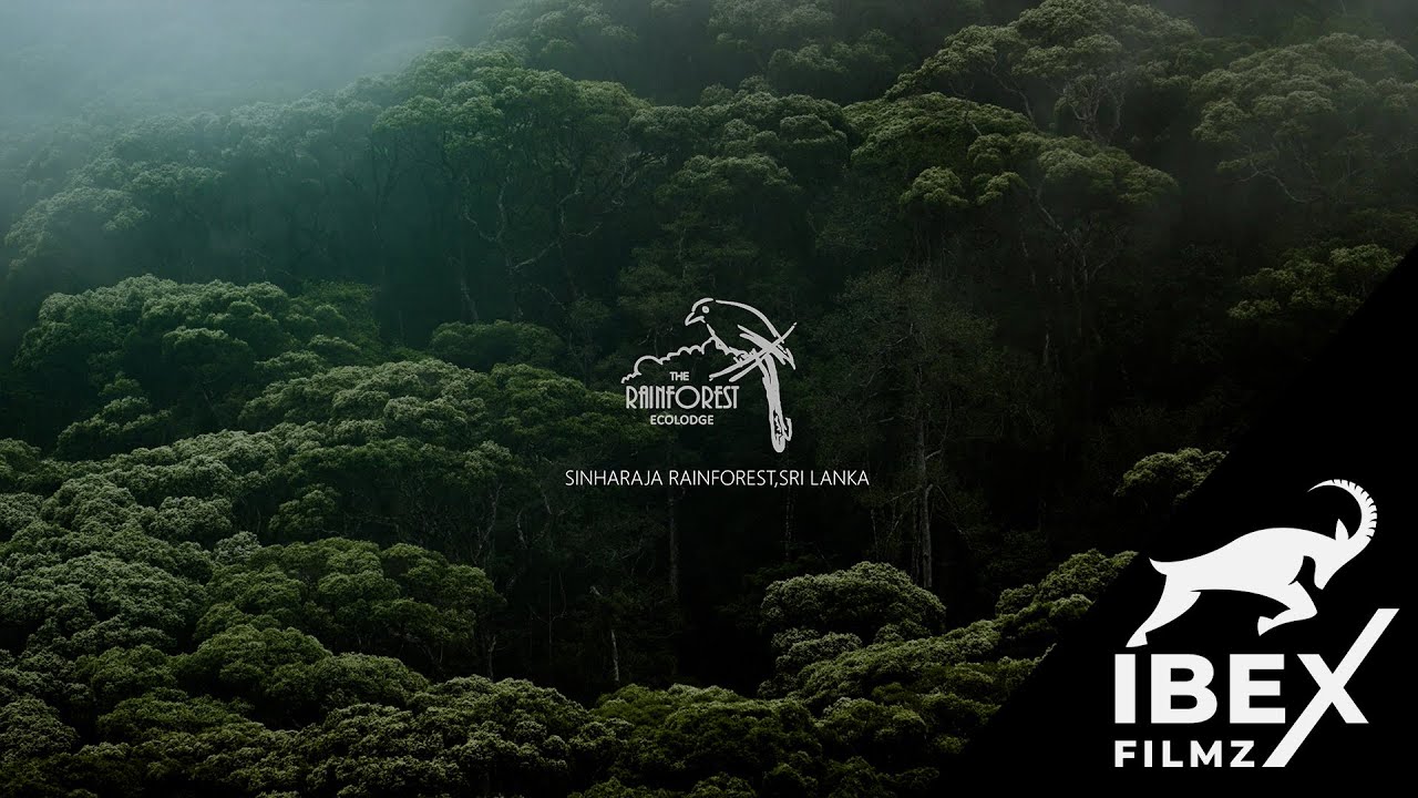 Resort Production | The Rainforest Ecolodge - Sinharaja | IBEX FILMZ
