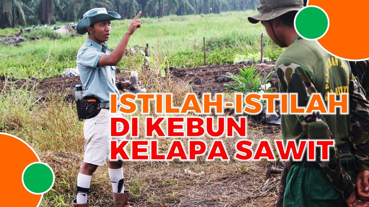 Mengenal Istilah-Istilah Di Kebun Sawit (Part 1)