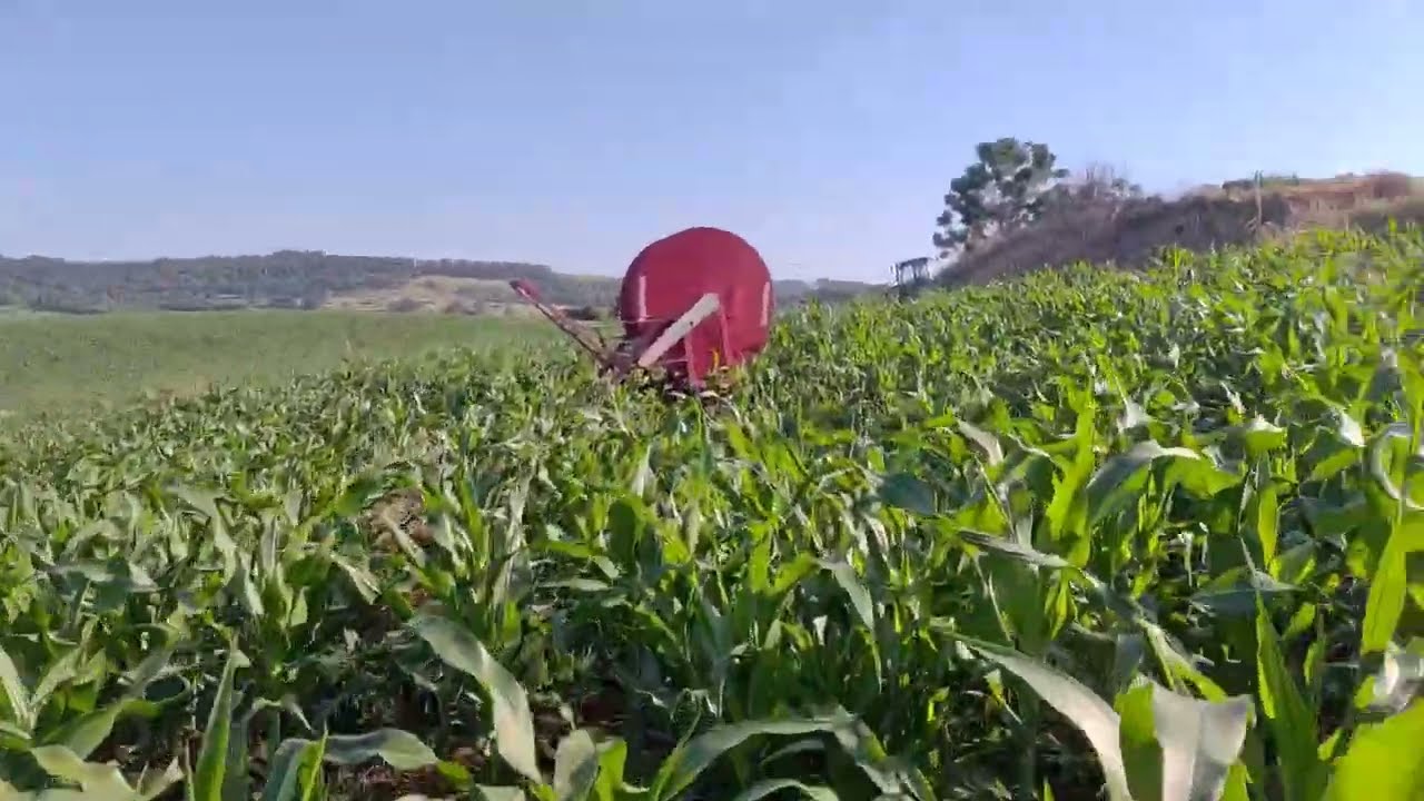 Milho para silagem 30 dias de plantio 