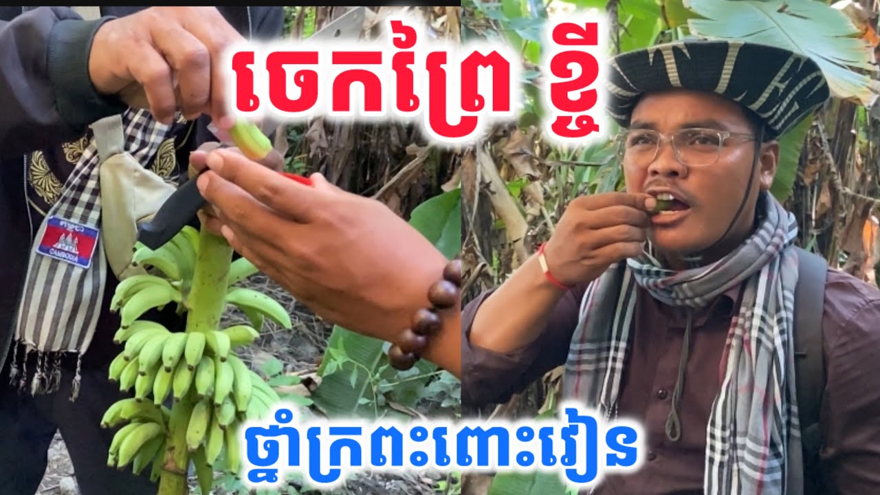 ចេកព្រៃ​ ខ្ចីៗ​ ថ្នាំក្រពះពោះវៀន​ Adventure ដំណេីរផ្សងព្រេងកាច់ចេកព្រៃធ្វេីថ្នាំ
