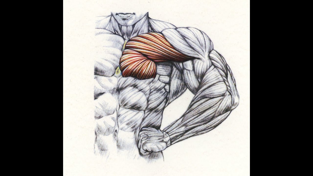 Le haut de pec est-il un muscle indépendant? Nouvelle étude expliquant ce mystère!