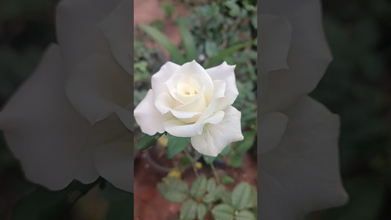 #nature