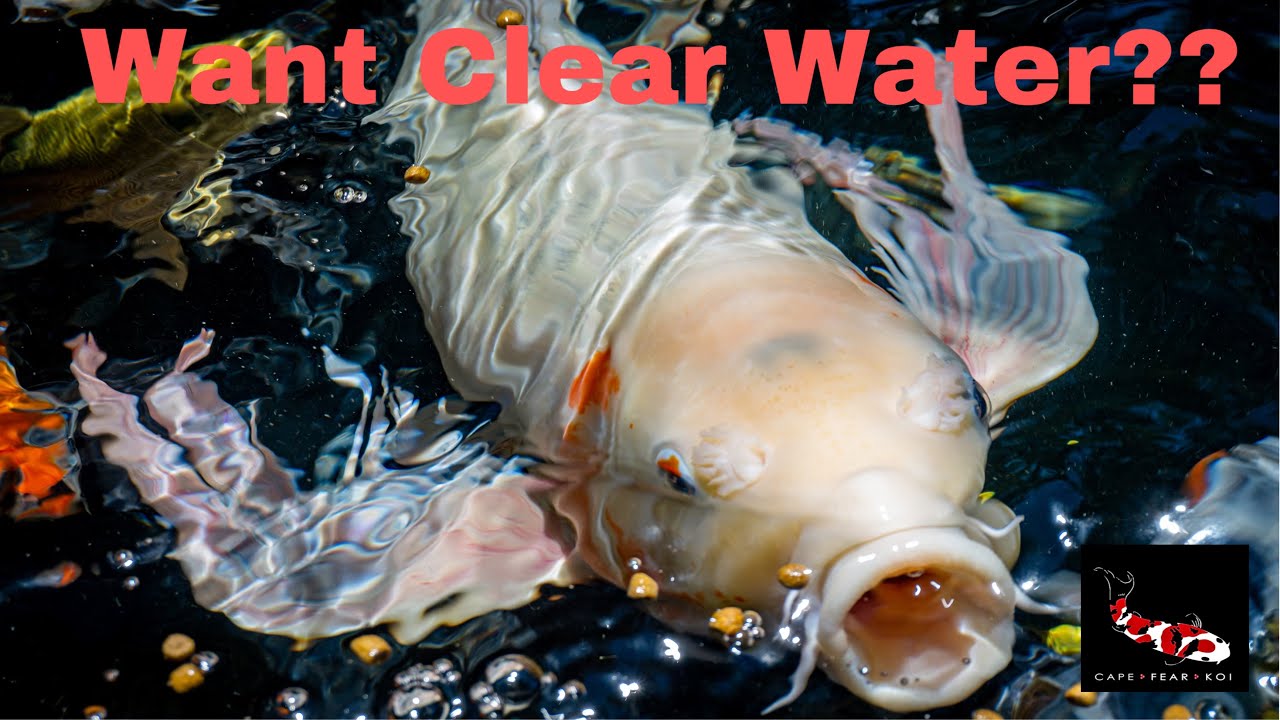 Have Green Water? | How to Install a UV Light On a Koi Pond | Eliminate Green Water | DIY 🤩 | 4K|