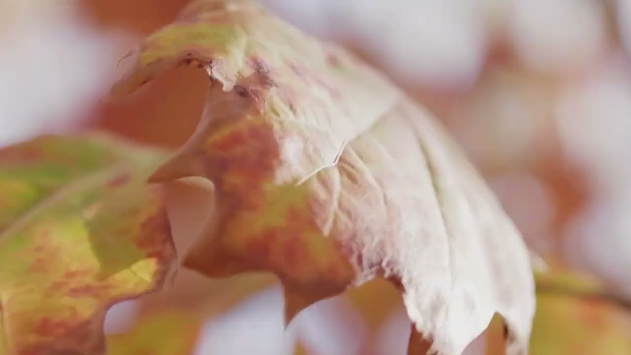 20 Minute Unguided Meditation: Find Clarity and Relaxation with Ambient Focus Music