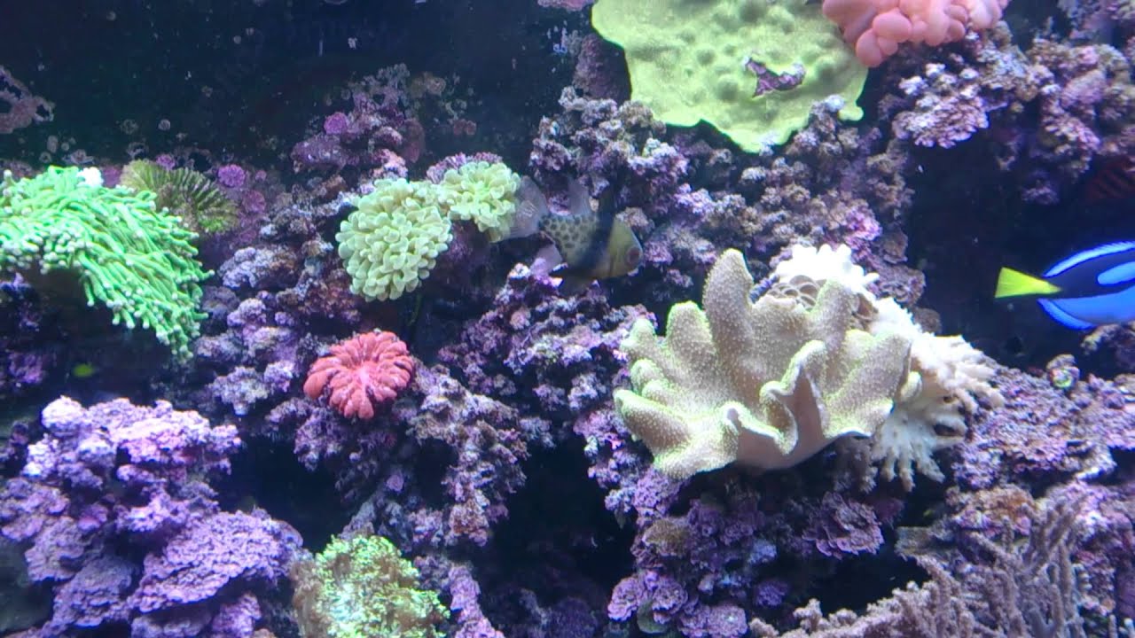 15 year old pyjama cardinal fish