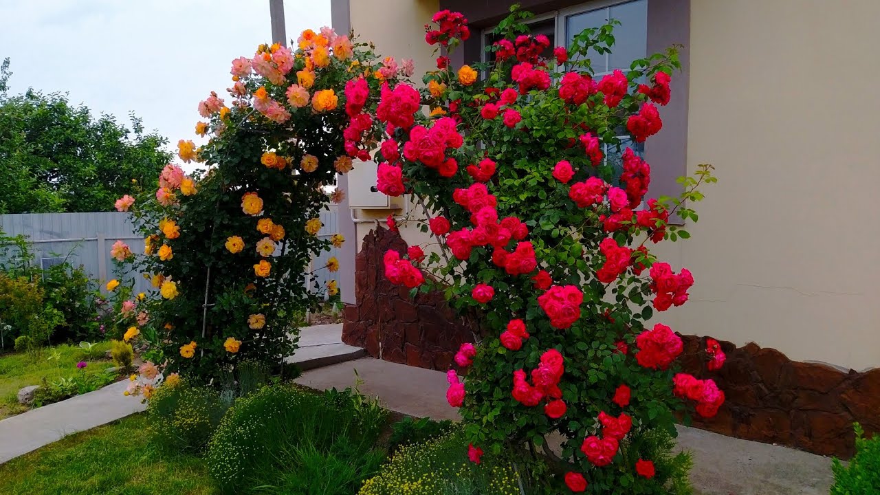 Моя трояндова арка. Мої хости. Дельфініуми. Сантоліна. Прогуляємось. І збираю посилку з рослинами.