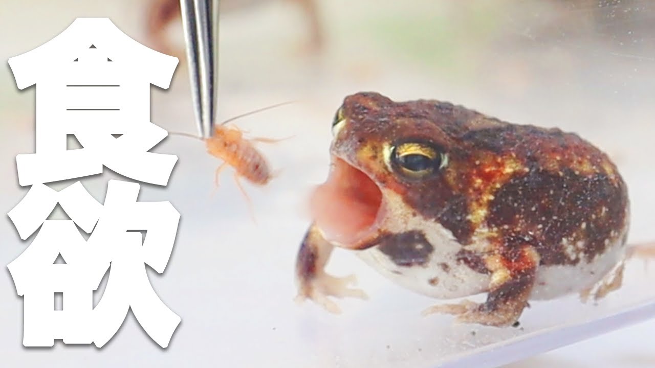 【アメフクラガエル】給餌LIVE