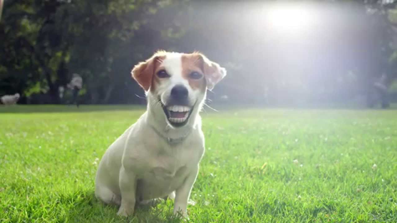 PEDIGREE - Dentastix