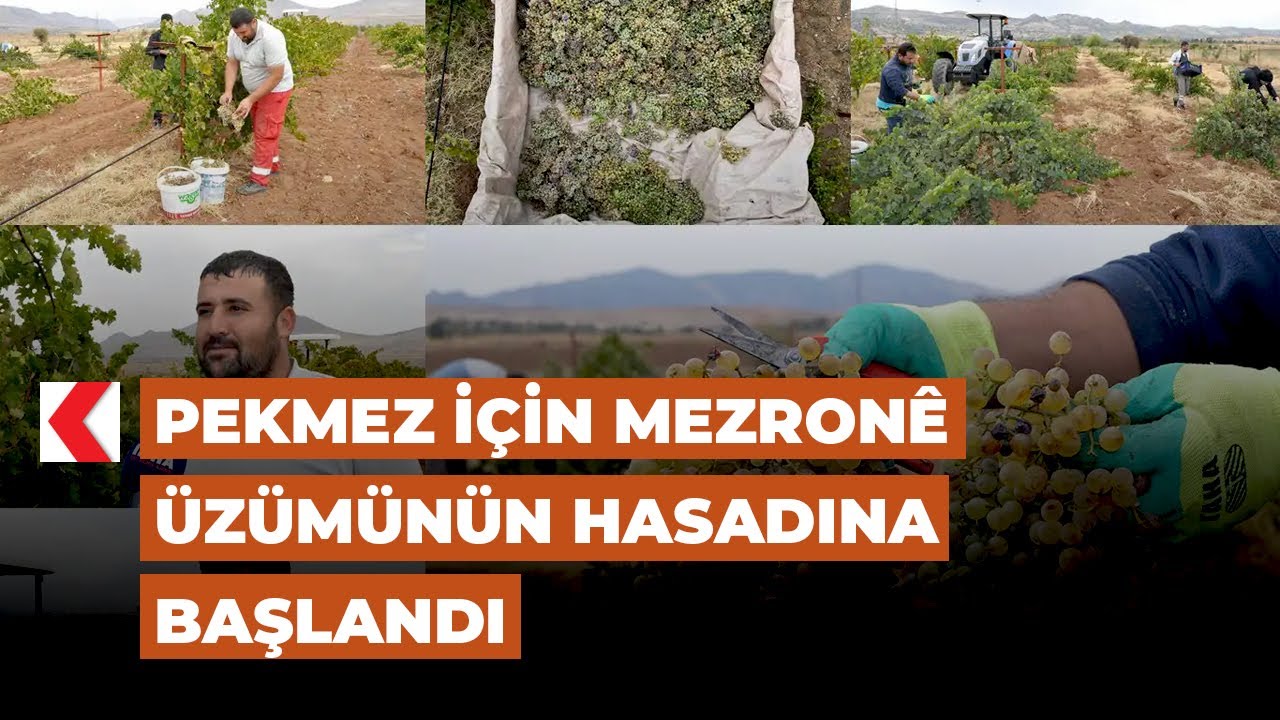 Pekmez için mezronê üzümünün hasadına başlandı