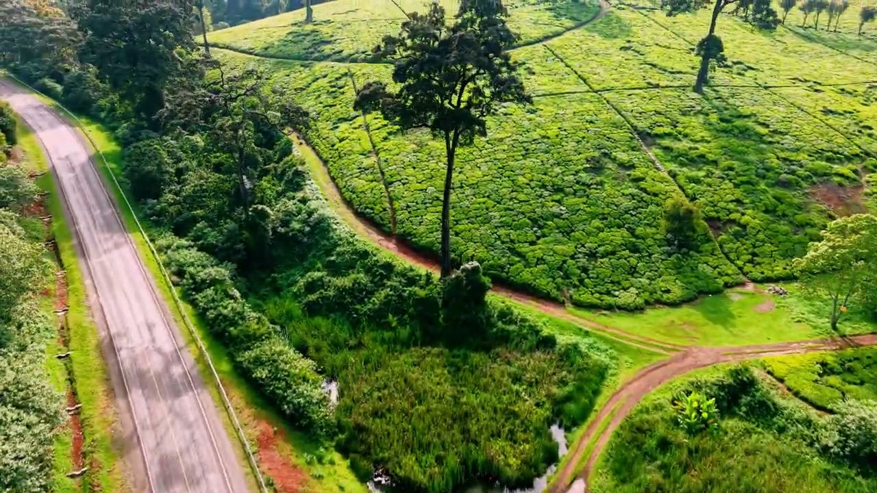 AERIAL VIEW OF LIMURU TEA PLANTATIONS