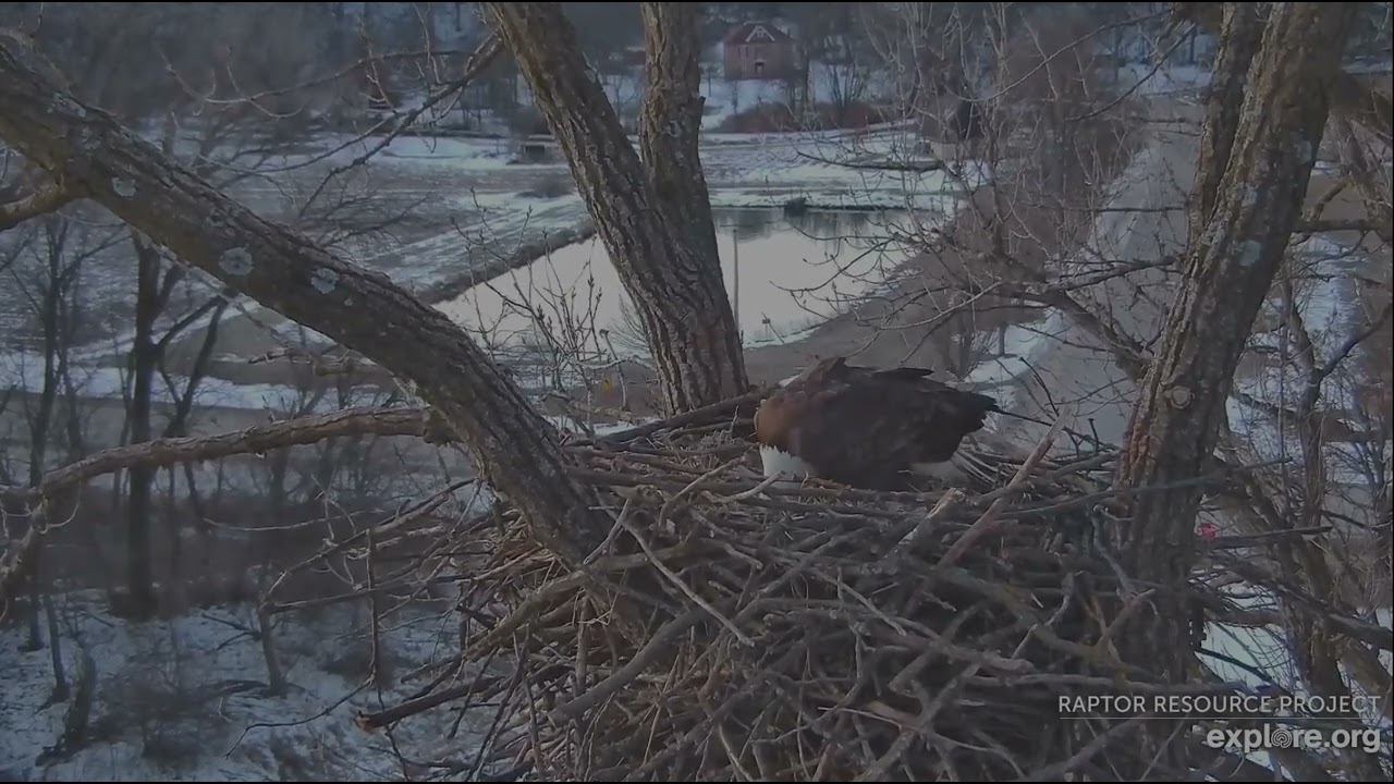 Decorah Eagles 2-7-26 Nest work, HD finds breakfast by the pond