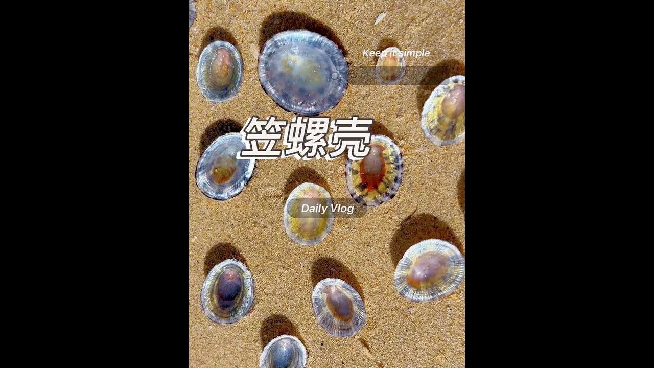 笠螺壳 在礁石上不起眼的笠螺壳清理干净还是挺好看的#大海的馈赠 #解压#青年创作者成长计划#赶海