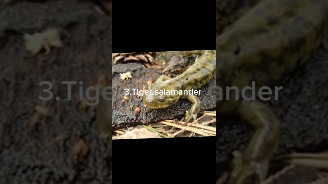 Top 5 AMAZING salamanders to keep as pets!