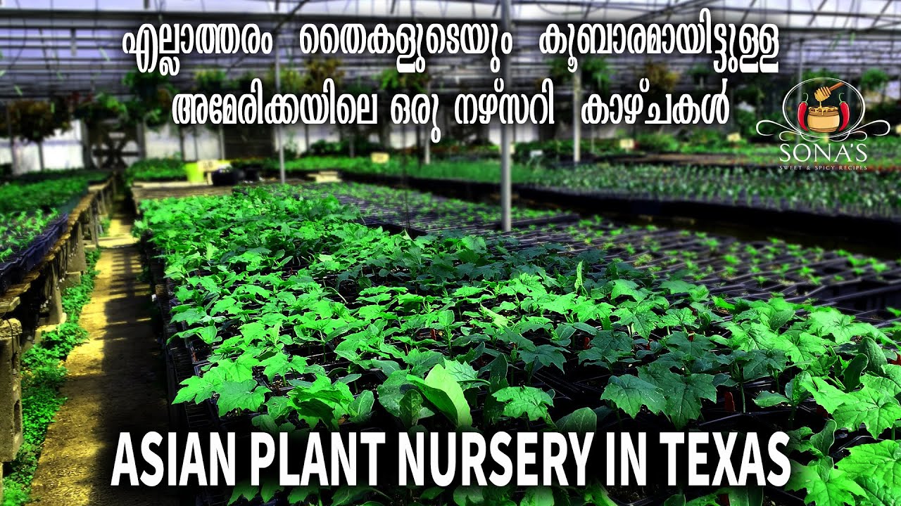 Asian Plant Nursery Tour In Texas/American -Asian nursery/ plant shopping/Doan&rsquo;s Nursery  Dallas
