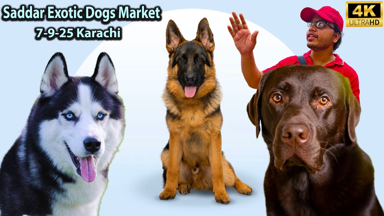 Exotic Dogs Saddar Dogs Market Karachi 7-9-25 | German Shepherd Labrador retriever