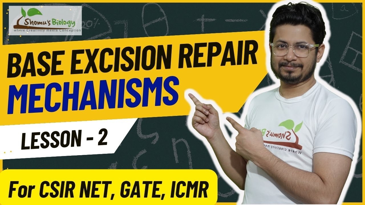 Base excision repair mechanism | DNA repair mechanism lecture