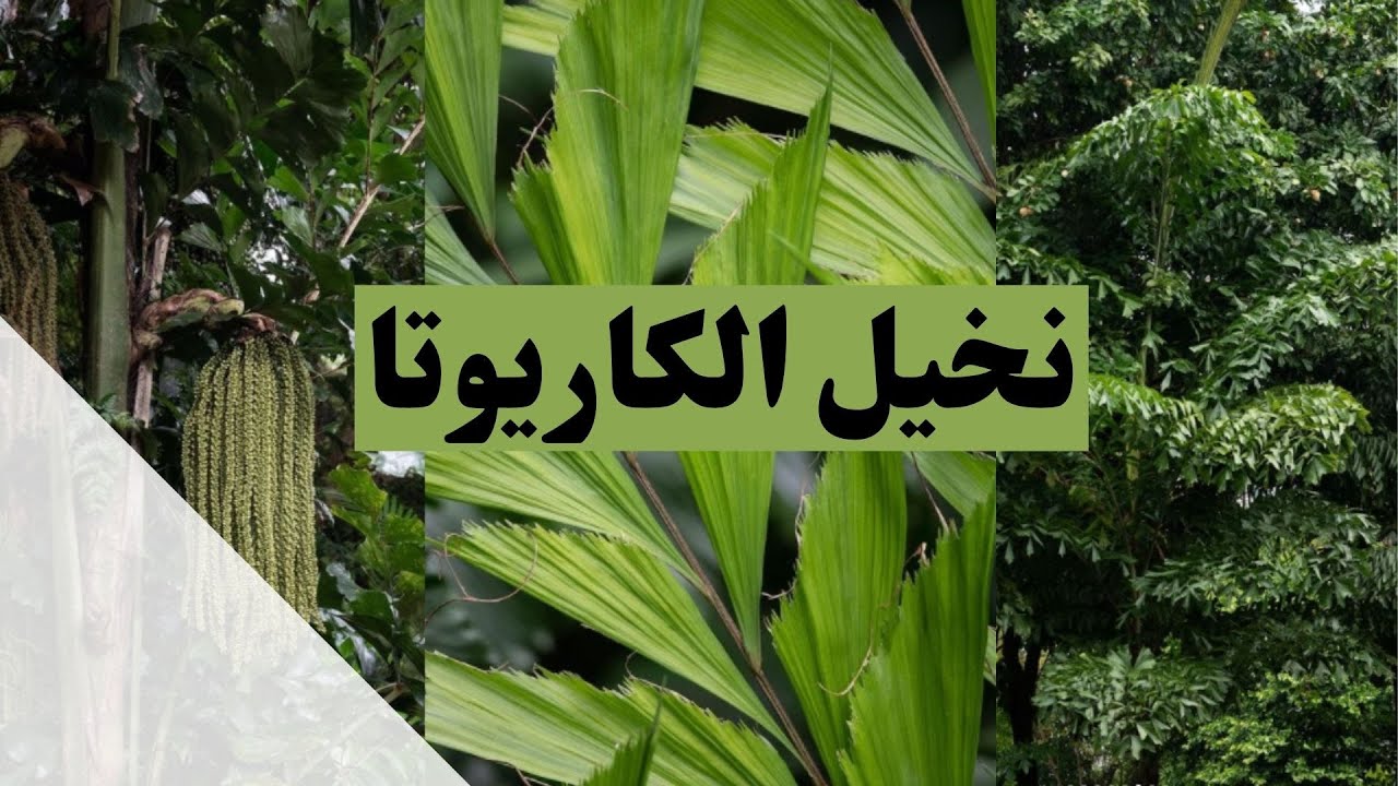 E0008 Caryota fish tail نخيل الكاريوتا نخيل ذيل السمكة