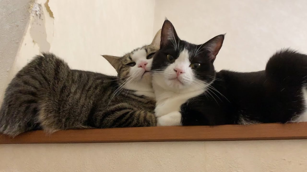 いつも下で待機している猫